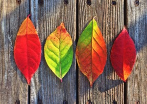 leaves-fall-colors-rainbow