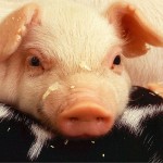 March 2 is National Pig Day